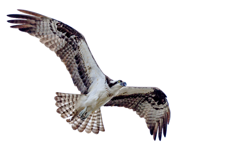 Klamath Osprey